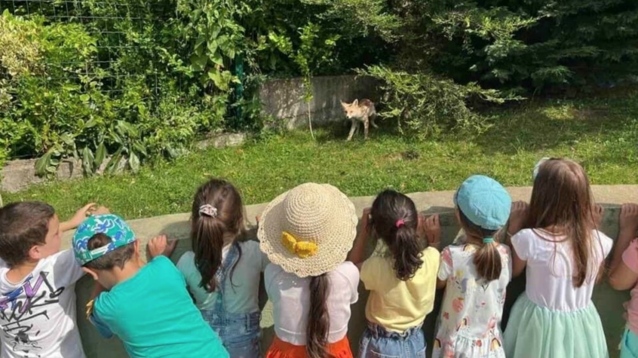 Лисица заведе малките си на детска градина в София