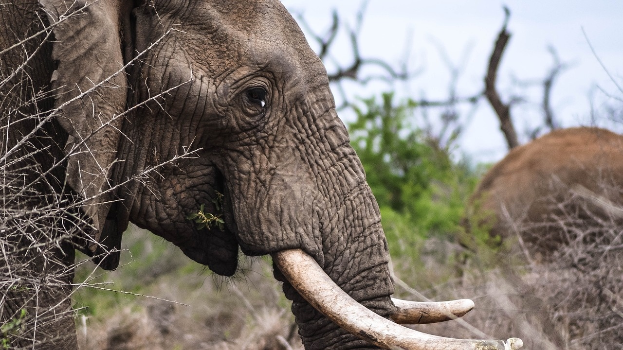 Слонове убиха турист в РЮА