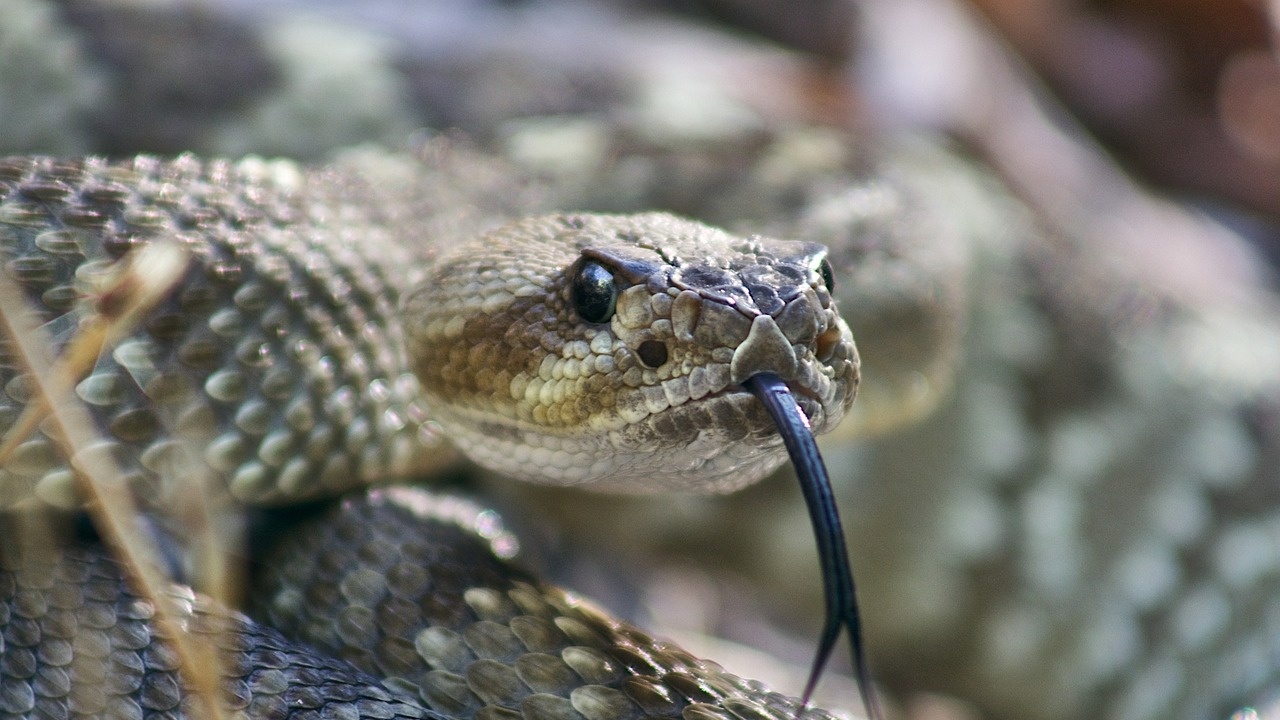 Наблюдават стотици гърмящи змии в Колорадо