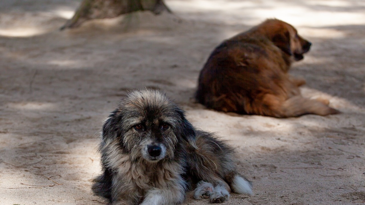 Бриджит Бардо призова Ердоган за оттегляне на проектозакон за бездомните кучета в Турция
