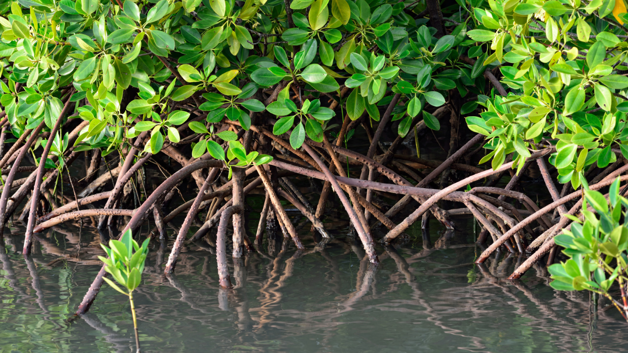 Отбелязваме деня за опазване на мангровите гори