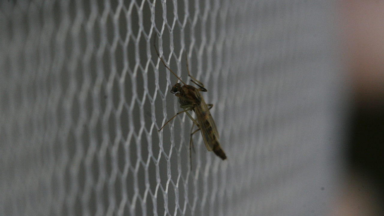 Със стерилни комари лаборатория в Испания се бори с денга и други болести