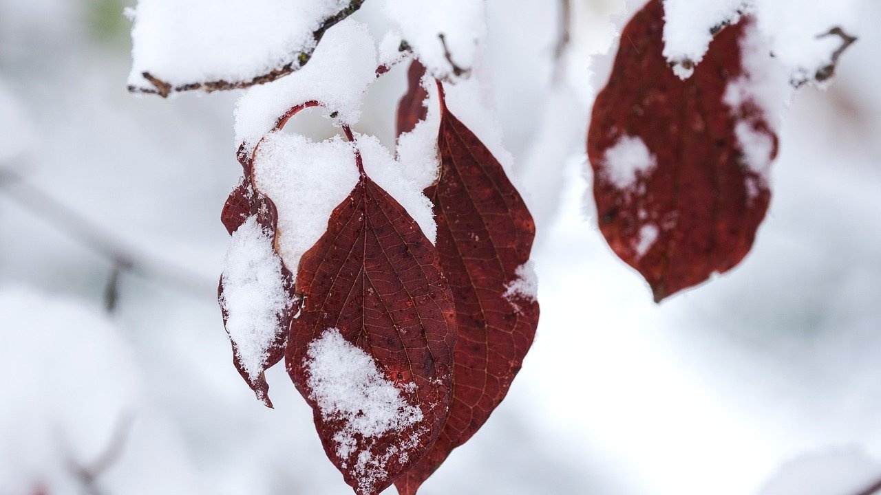 Meteo Balkans: Студ сковава България през уикенда, идват температури до -15°