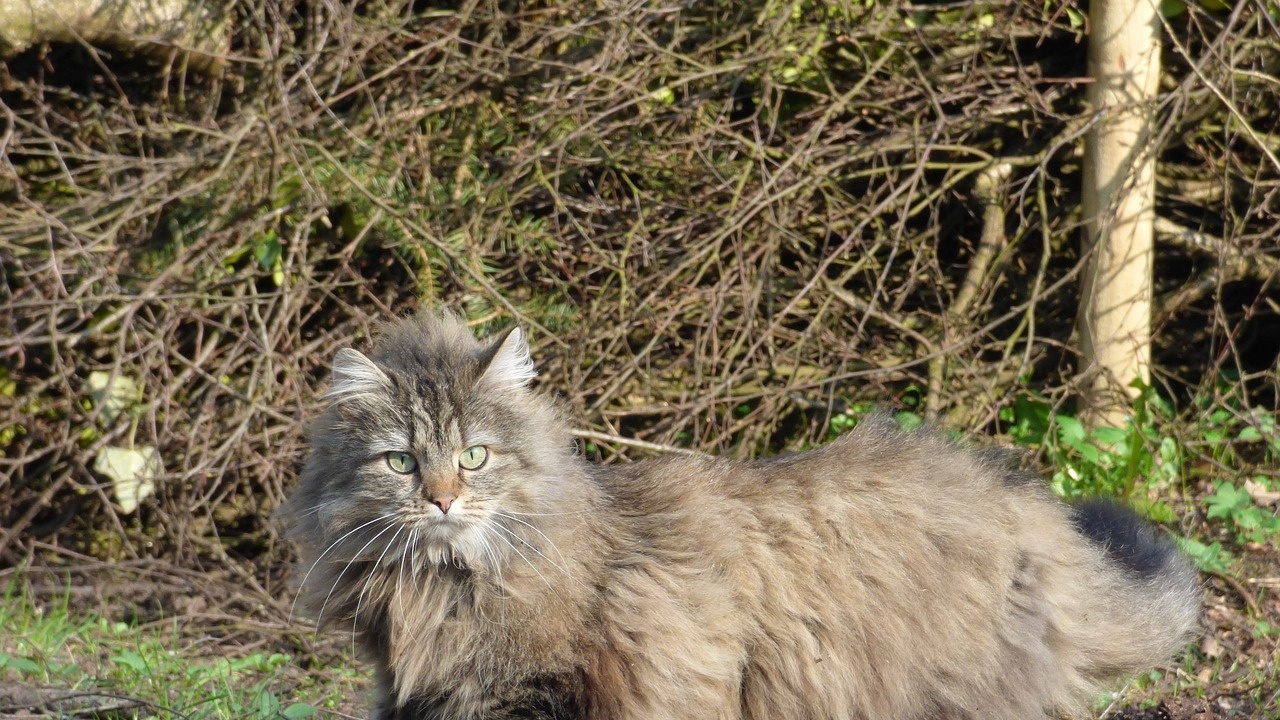 Котка уби стопанина си в Русия