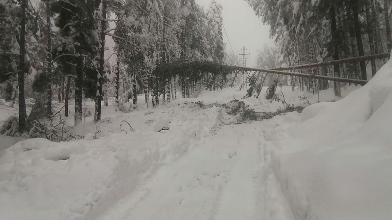 ЕРМ Запад поетапно възстановява захранването, но паднали дървета и силен вятър предизвикват нови аварии